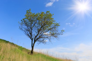 Yalnız tree Hill'in yamaç