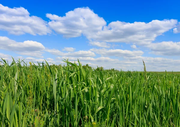 Hierba verde en el prado — Foto de Stock