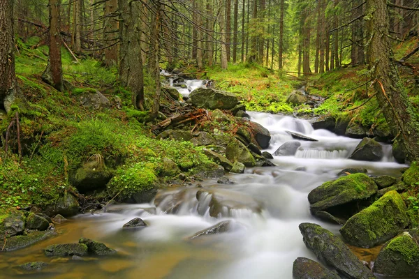 Río de montaña en el verde bosque de los Cárpatos — Foto de Stock