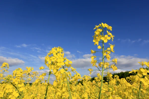 Rape field under blue sky — Stock Photo, Image