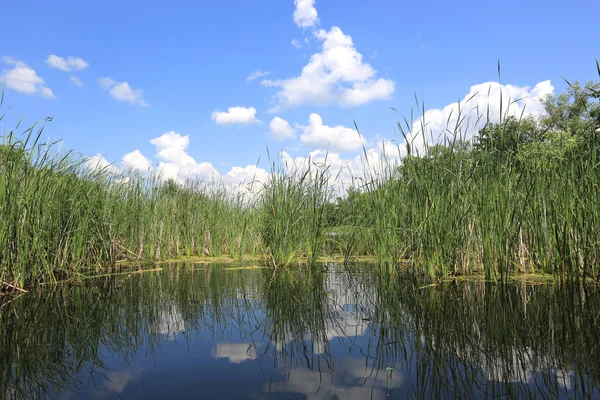 Zomer op lake — Stockfoto