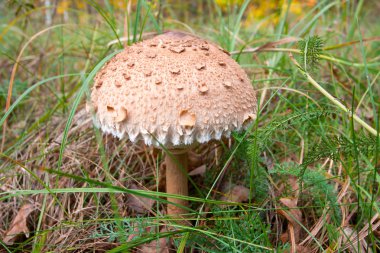 mushroom in grass