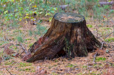 iğne ormandaki yaşlı güdük
