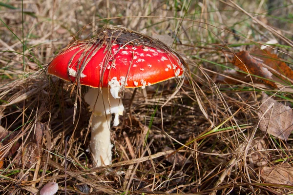 Fly agaric in autumn forest — Stock Photo, Image