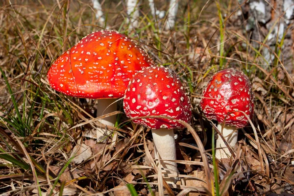 Voler champignons agariques dans la forêt — Photo