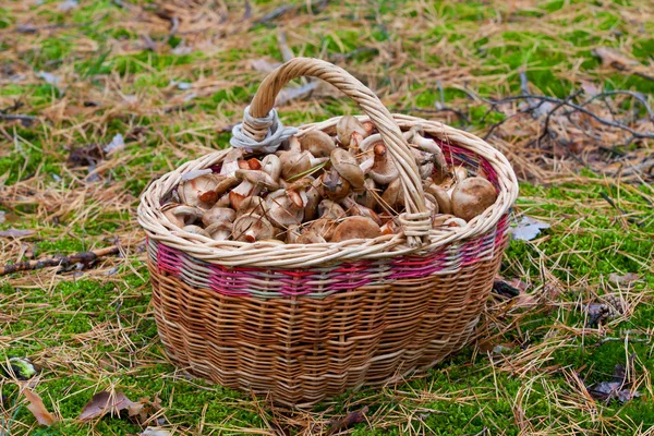 Kosz grzybów w lesie — Zdjęcie stockowe