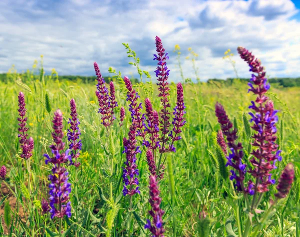 Wilde bloemen in de steppe — Zdjęcie stockowe