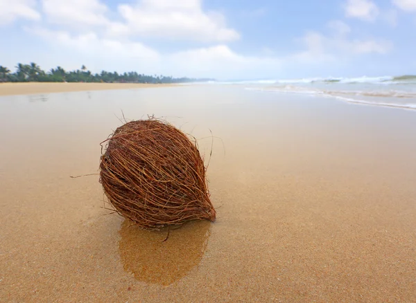 Noix de coco sur la plage océanique — Photo