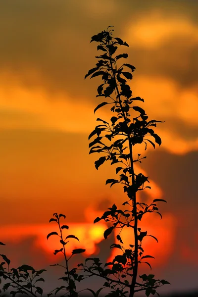 Racimo de árboles sobre fondo del atardecer — Foto de Stock