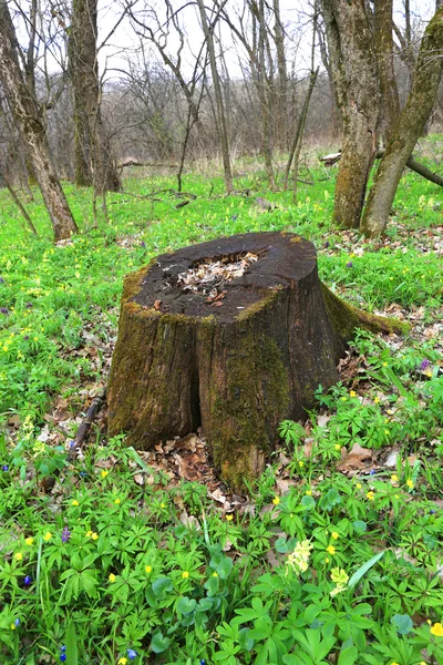 Velho toco na floresta — Fotografia de Stock