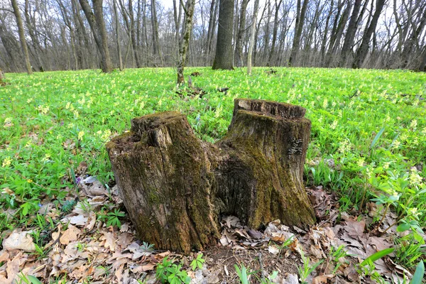 Coto árvore na floresta de primavera — Fotografia de Stock