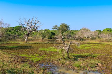 ormanda bataklık üzerinde iki ölü ağaçlar