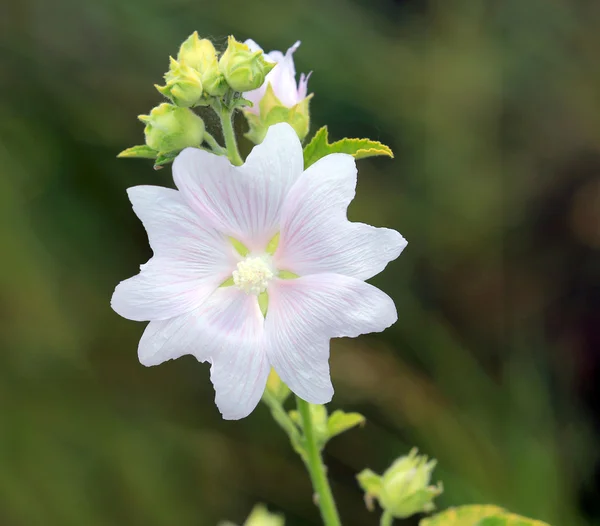 Wild malva flower — Stock Photo, Image