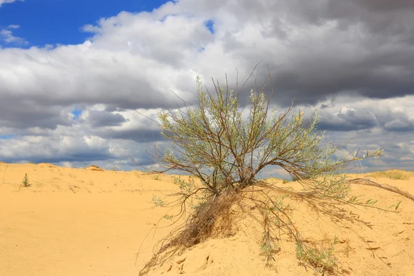 Arbusto no deserto de areia — Fotografia de Stock