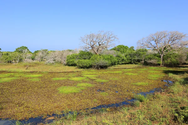 Bog in jungle — Stock Photo, Image