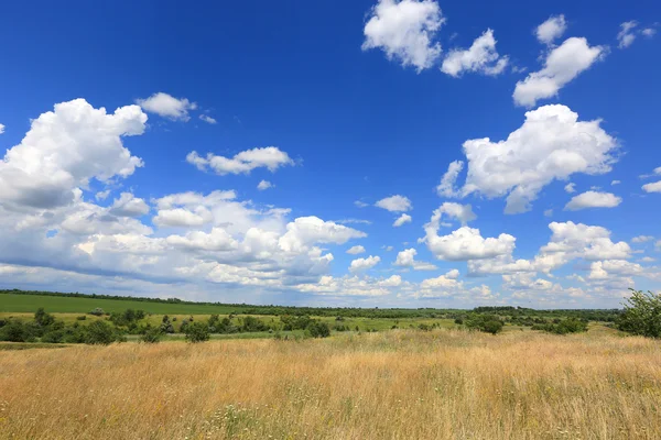 Wild meadow i stäppen — Stockfoto