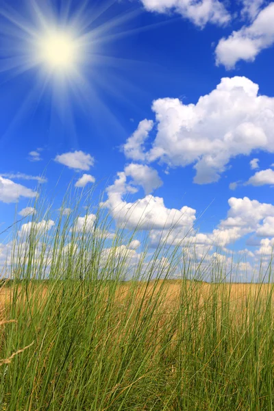 Trevlig Sommaräng — Stockfoto