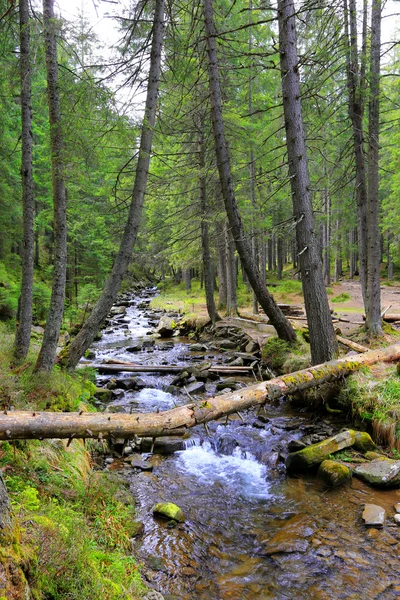Mountain River Zöld Erdőben — Stock Fotó