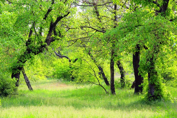 Groene bos — Stockfoto