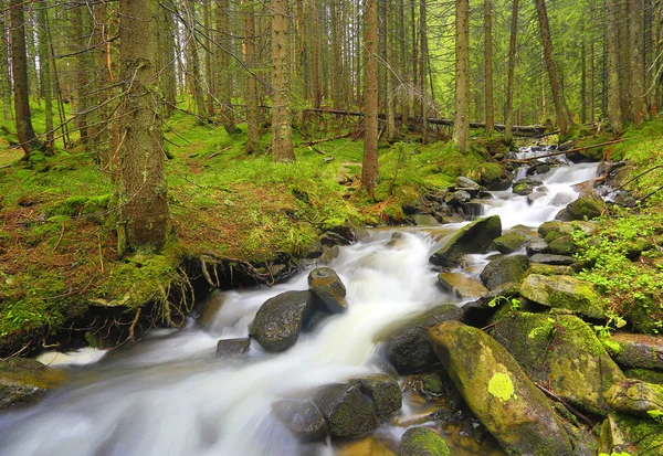 Mountain river in green forest — Stock Photo, Image