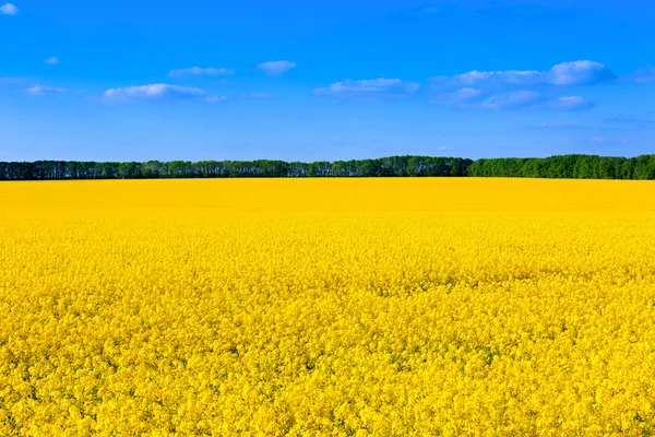 Jaune et bleu - champ de viol — Photo