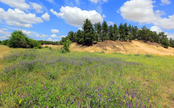 Kır çiçekleri ve çam ormanı kumlu tepe üzerinde — Stok fotoğraf