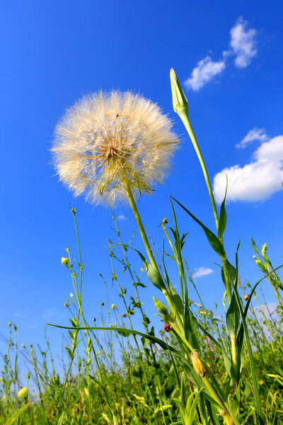 dandelion on blue sky background