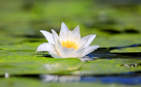 Flor de lírio de água agradável — Fotografia de Stock