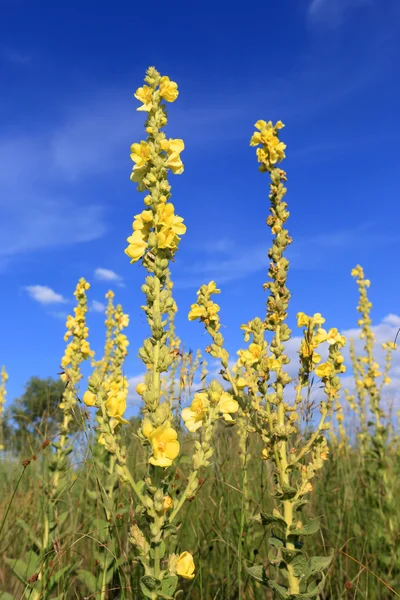 Żółte kwiaty na tle błękitnego nieba — Zdjęcie stockowe
