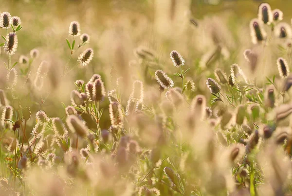 Fond de prairie de fleurs d'été — Photo