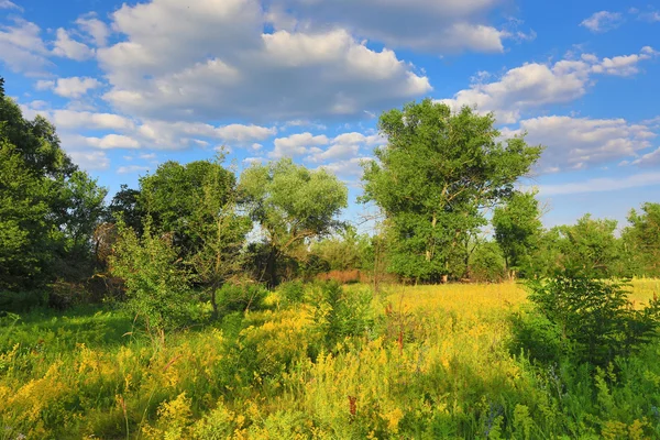 Belle prairie en forêt — Photo