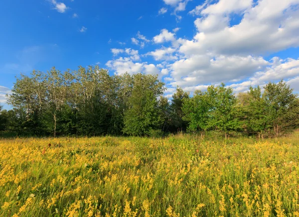 Sommerwiese unter blauem Himmel — Stockfoto