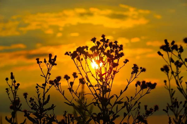 Fleurs sauvages sur fond de coucher de soleil — Photo