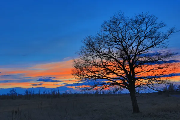 Árbol en el prado después del atardecer — Foto de Stock