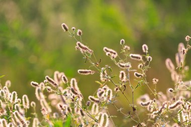 kır çiçekleri meaow üzerinde