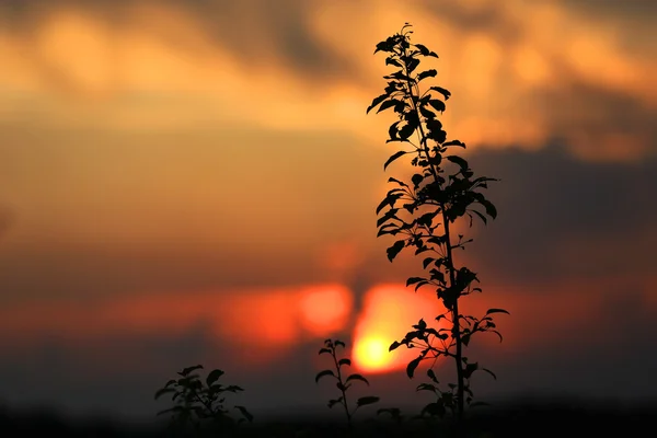 Tree brunch against sunset sky background — Stock Photo, Image
