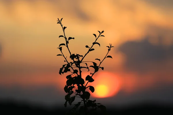 Brunch sur fond de coucher de soleil — Photo