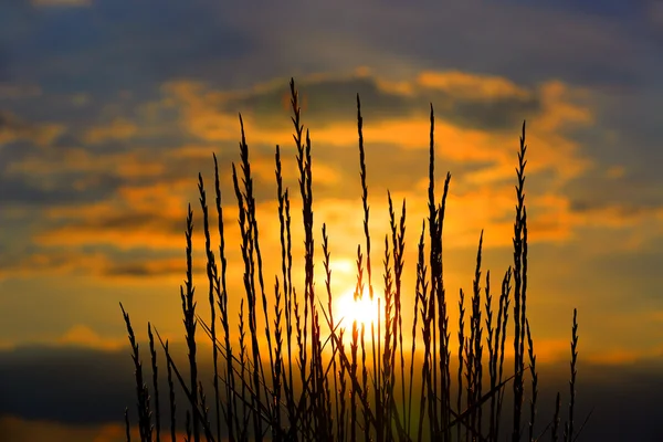 Grama no pôr do sol céu fundo — Fotografia de Stock