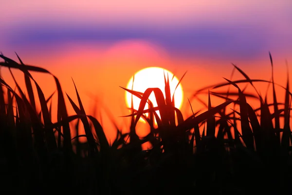 Puesta de sol sobre hierba en el prado — Foto de Stock