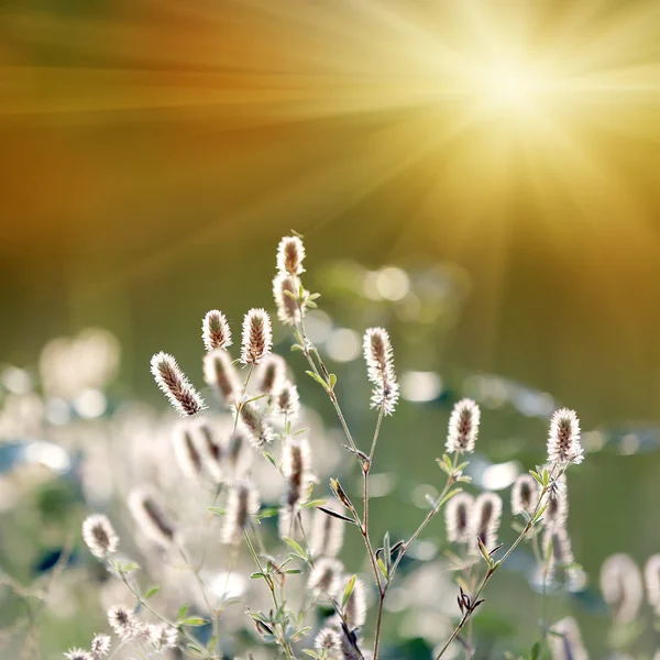 Prairie de fleurs d'été — Photo