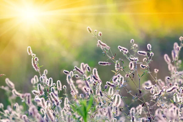 Prairie d'été avec des fleurs sauvages — Photo