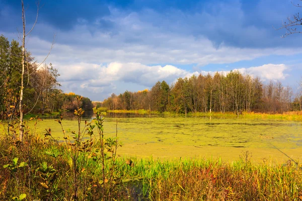 Jesienny dzień na bog — Zdjęcie stockowe