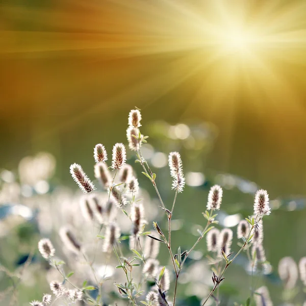 Nyári virág meadow — Stock Fotó