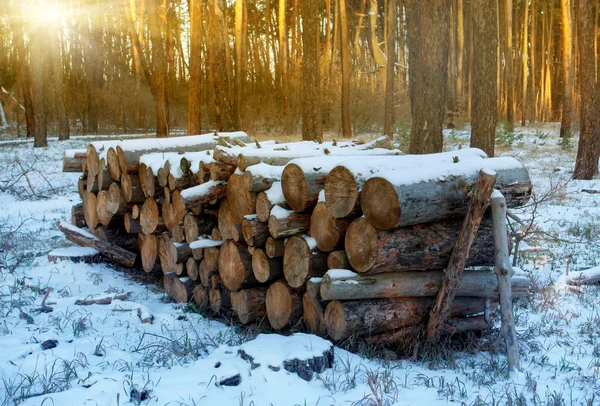 Trä loggar under snön i skogen — Stockfoto