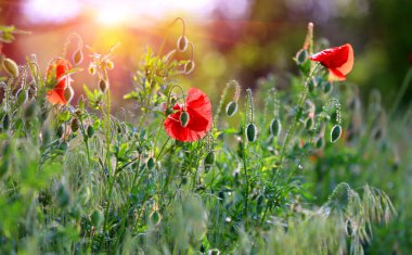 Yaban gelinciği çiçekleri ilkbahar yeşil çayırında