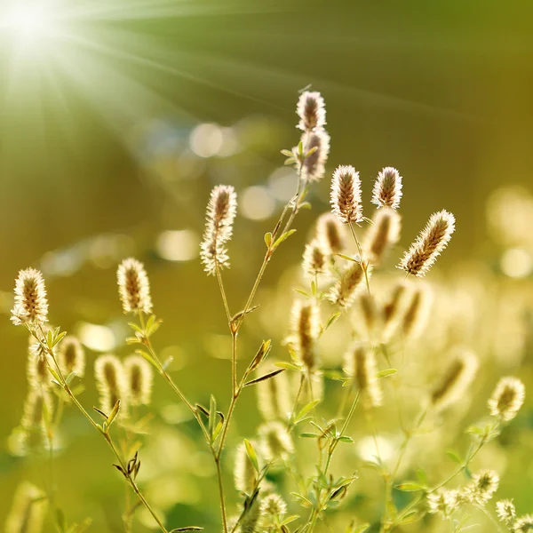 Jolies fleurs sur la prairie — Photo