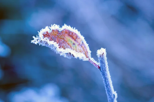 霜でブランチ — ストック写真
