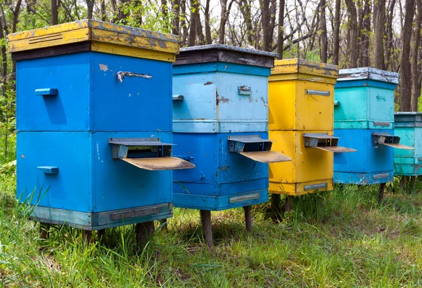 Apiary in forest — Stock Photo, Image