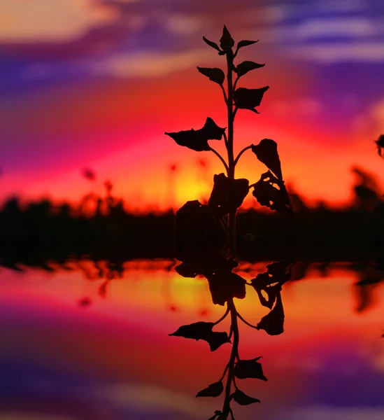 Сцена з рослиною на фоні заходу сонця — стокове фото