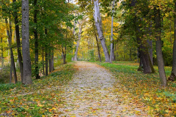 秋の公園で空の路地 — ストック写真